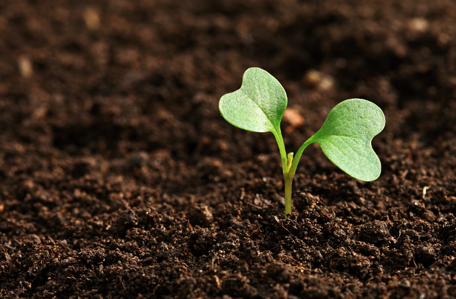 A budding plant